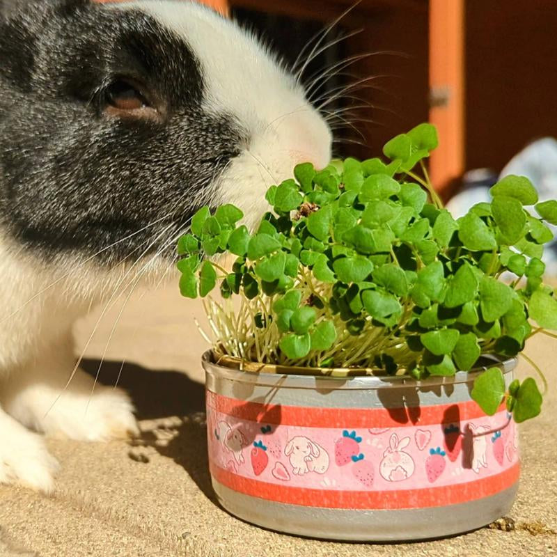 Chia Microgreens Grow Kit for Small Pets - Pink Bunny Design